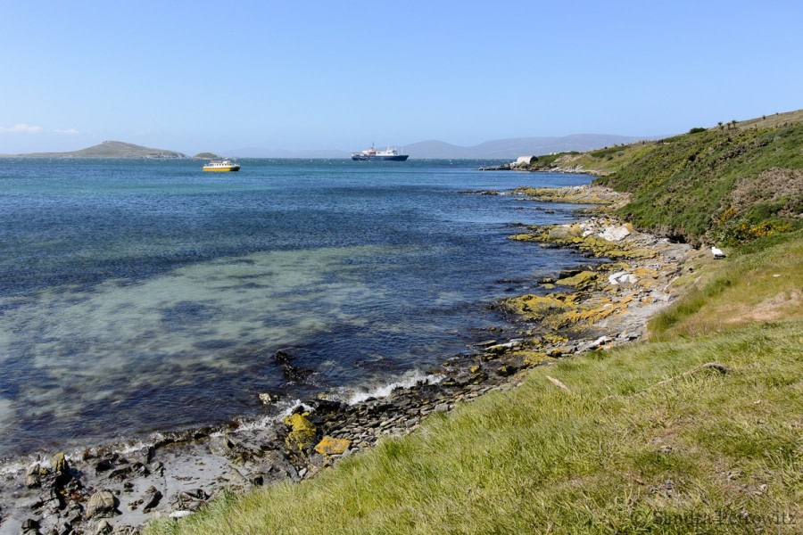 Carcass Island & Saunders Island, Falkland Islands