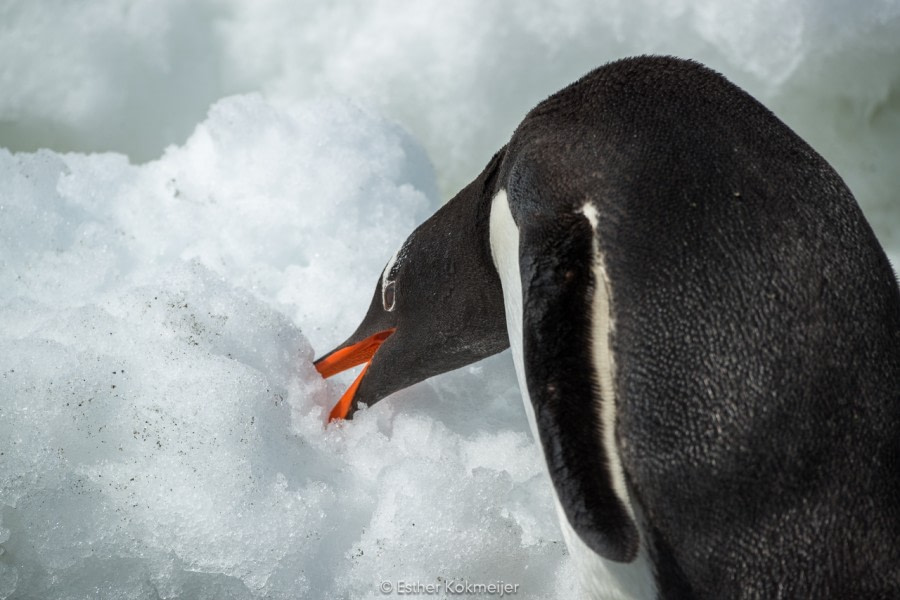 PLA25-17, 2018-01-01 Danco Island - Gentoo Penguin - Esther Kokmeijer-15_© Oceanwide Expeditions.jpg