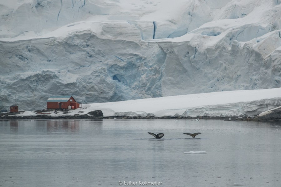 PLA24-17, 2017-12-24 - Base Brown Esther Kokmeijer-28_© Oceanwide Expeditions.jpg