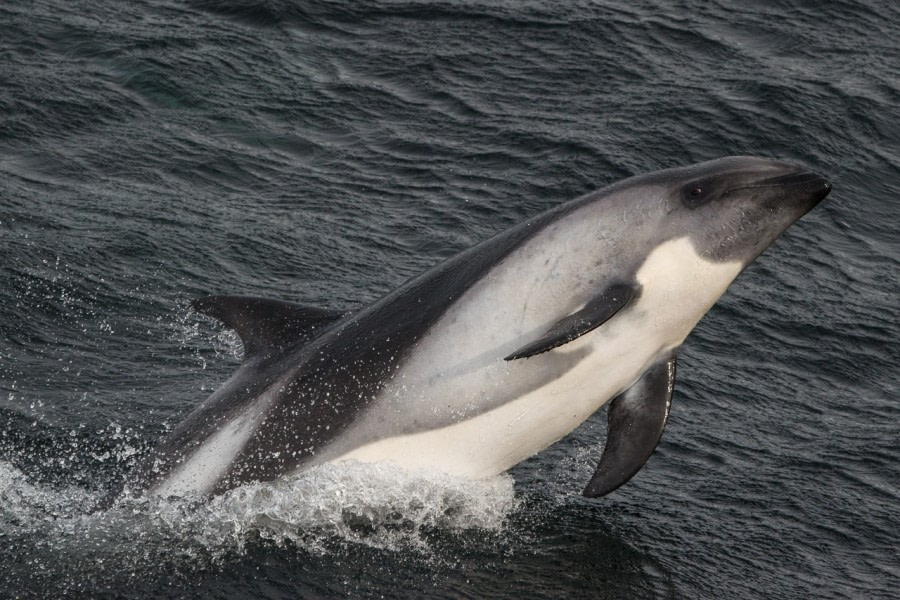 At Sea in the Drake Passage