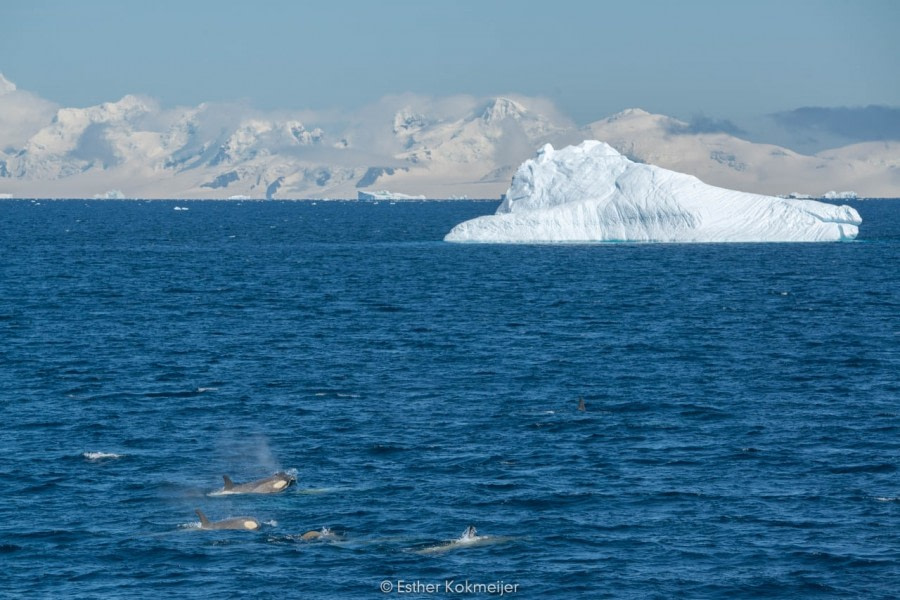 PLA25-17, 2018-01-05 Gerlach Strait - Orcas - Esther Kokmeijer-01_© Oceanwide Expeditions.jpg