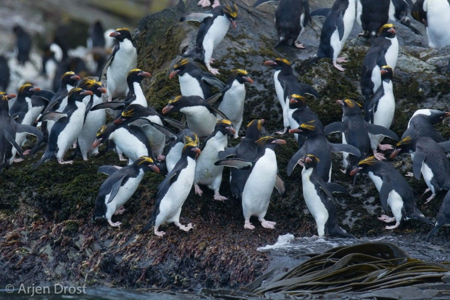 OTL25-18, Day 10, 20171225_Arjen_Drost_macaroni_penguin1_© Oceanwide Expeditions.jpg