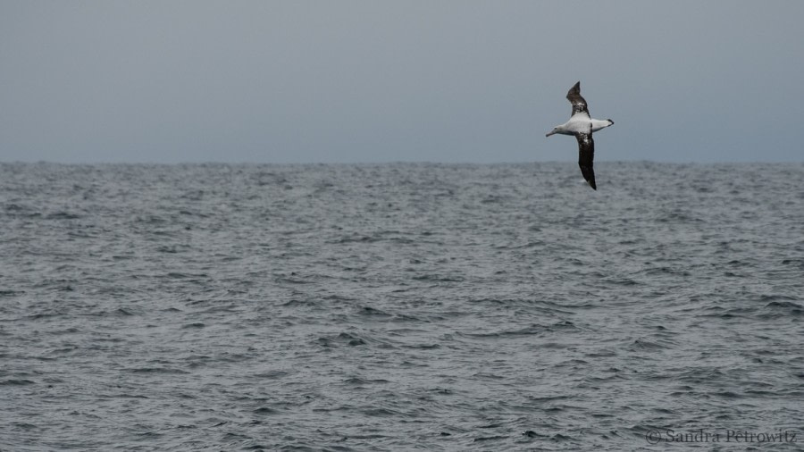 At Sea, Drake Passage