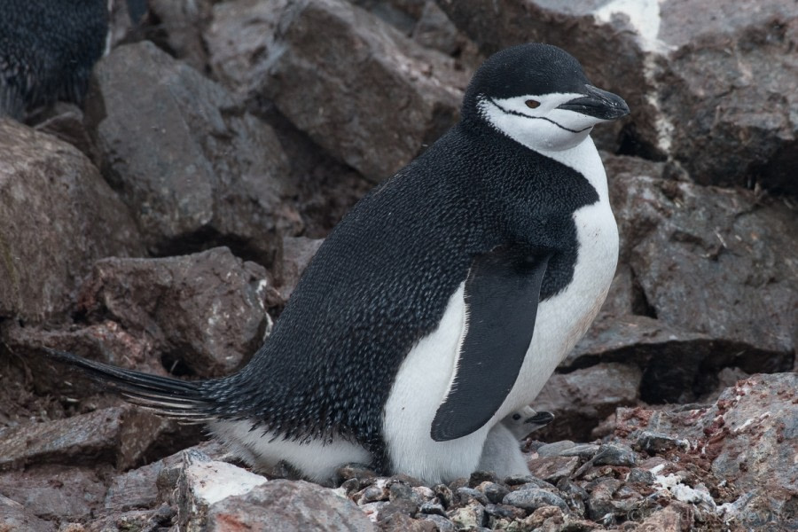 Half Moon Island & Deception Island, South Shetland Islands