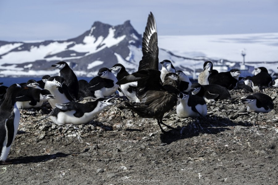 PLA24-17, 2017-12-26 - Barientos Island Esther kokmeijer-04_© Oceanwide Expeditions.jpg