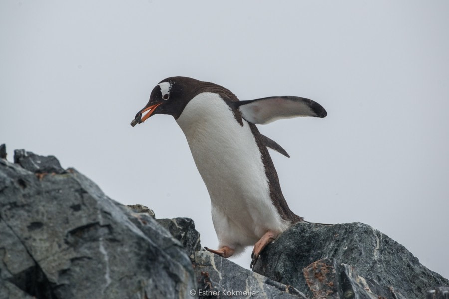 PLA25-17, 2018-01-01 Cuverville Island - Esther Kokmeijer-26_© Oceanwide Expeditions.jpg