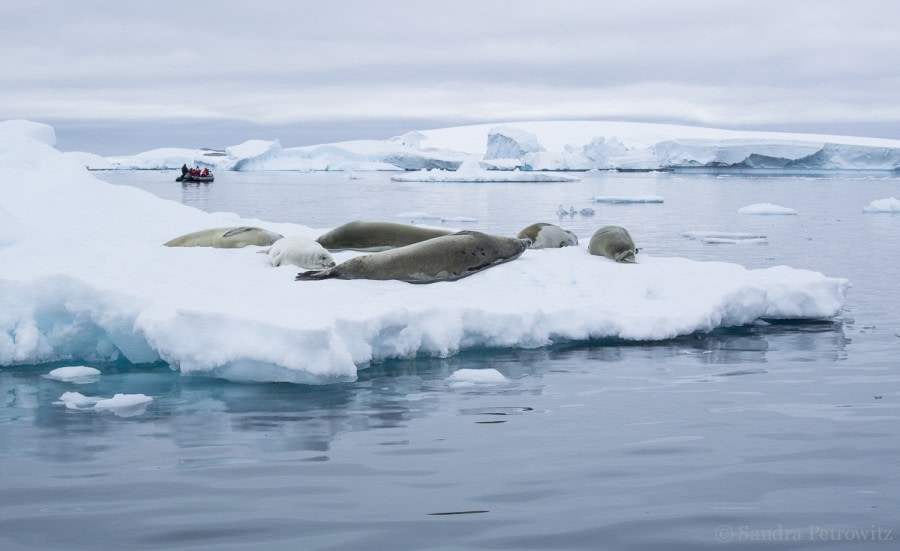 OTL26-18, Day 5 20180107_SandraPetrowitz_Pleneau_Crabeaters_© Oceanwide Expeditions.jpg