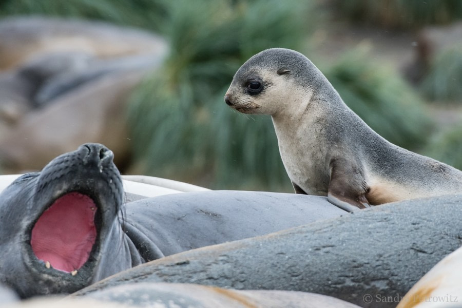 OTL25-18, Day 09, 20171224_SandraPetrowitz_GoldHarbour_Elephant_Fur_Seal_© Oceanwide Expeditions.jpg