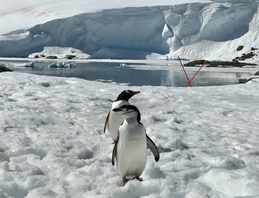 OTL26-18, Day 6 Gentoo and Chinstrap - Ignacio Canepa_© Oceanwide Expeditions.jpg