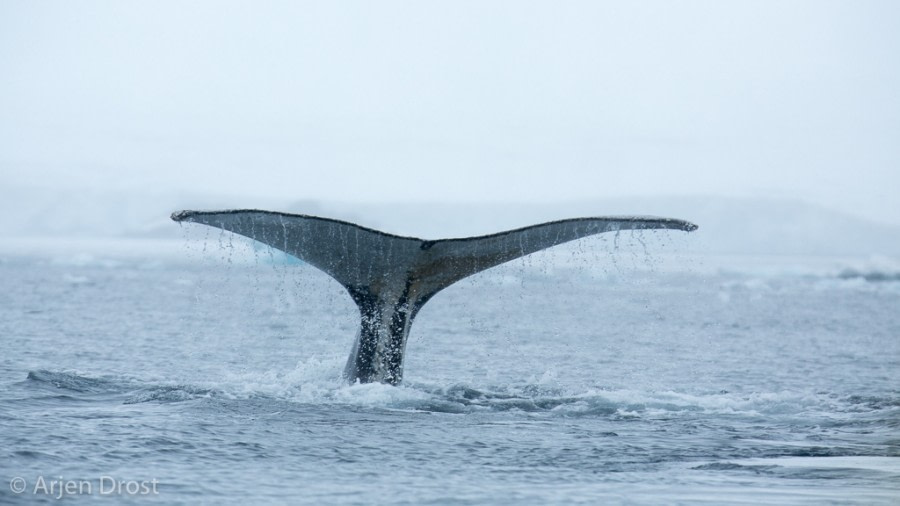 OTL25-18, Day 14, 20171229_Arjen_Drost_Humpback_fluke_© Oceanwide Expeditions.jpg