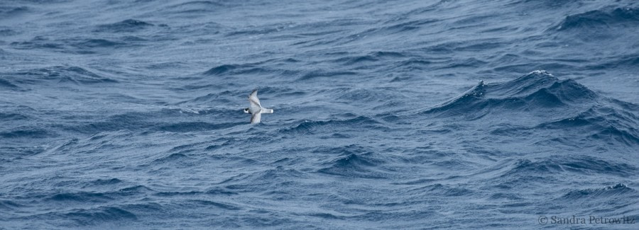 OTL26-18, Day 3 20180105_SandraPetrowitz_BluePetrel_© Oceanwide Expeditions.jpg