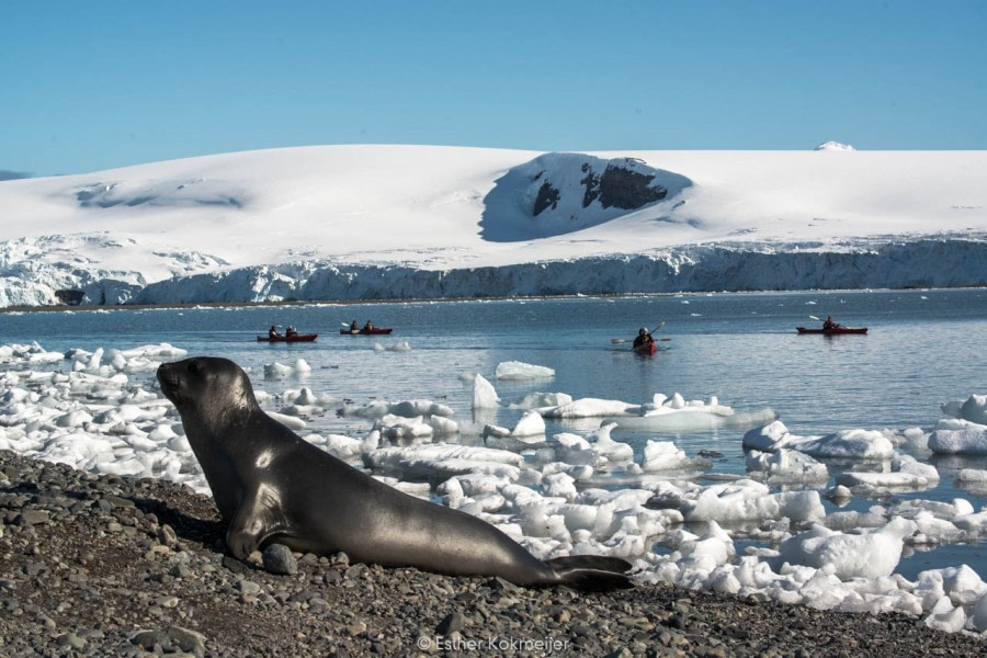 PLA25-17, 2018-01-06 Yankee Harbour - Esther Kokmeijer-11_© Oceanwide Expeditions.jpg