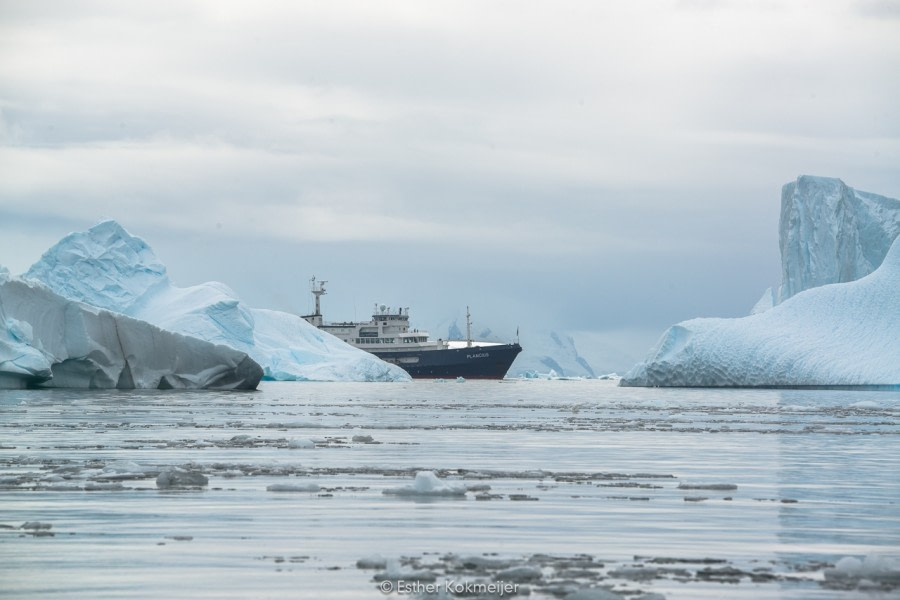 PLA25-17, 2018-01-01 Cuverville Island - Esther Kokmeijer-52_© Oceanwide Expeditions.jpg