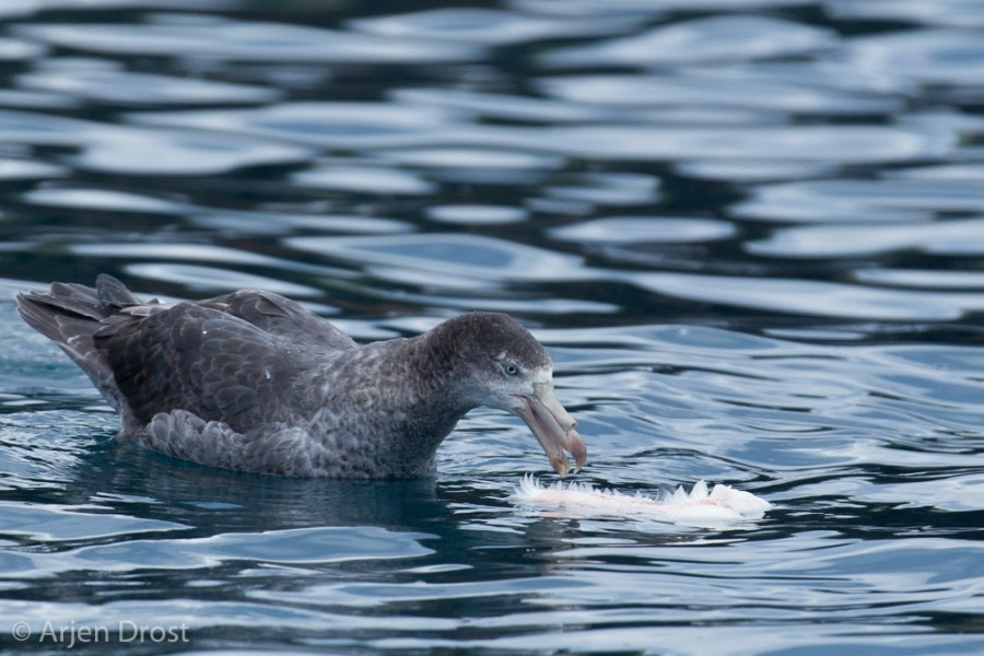 OTL25-18, Day 10, 20171225_Arjen_Drost_northern_giant_petrel_© Oceanwide Expeditions.jpg