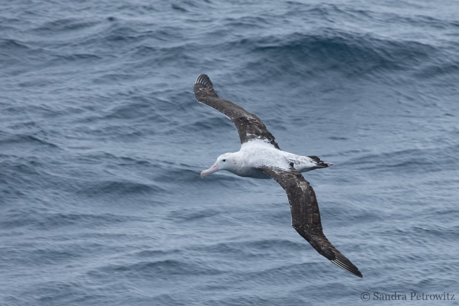 Drake Passage: At Sea towards Antarctica