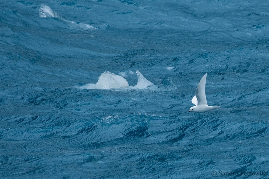 OTL25-18, Day 10, 20171225_SandraPetrowitz_Drygalski_SnowPetrel_© Oceanwide Expeditions.jpg