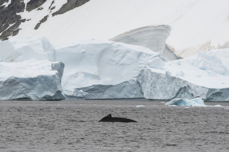 PLA24-17, 2017-12-22 - Danco Esther Kokmeijer-05_© Oceanwide Expeditions.jpg