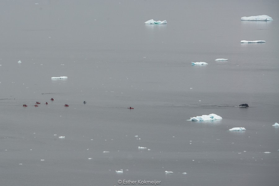 PLA25-17, 2018-01-01 Cuverville Island - Kayakers with Humpback Whale - Esther Kokmeijer-40_© Oceanwide Expeditions.jpg