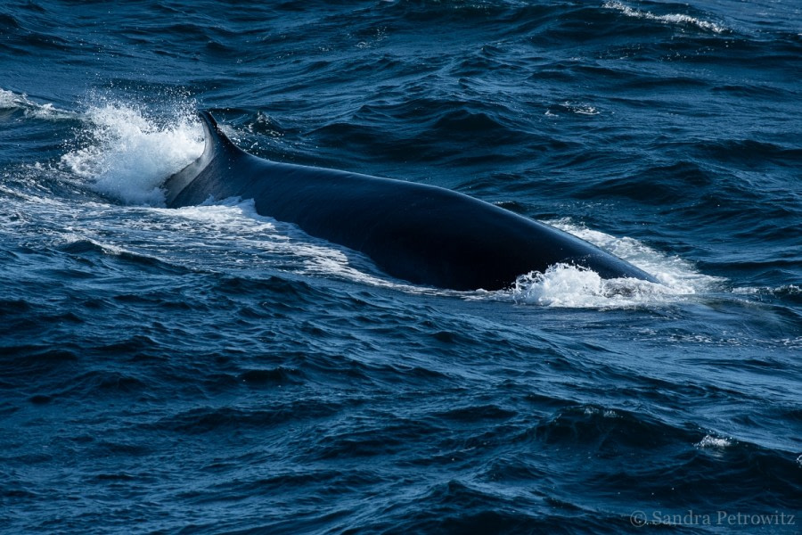 OTL25-18, Day 06, 20171221_SandraPetrowitz_Fin_Whale_© Oceanwide Expeditions.jpg