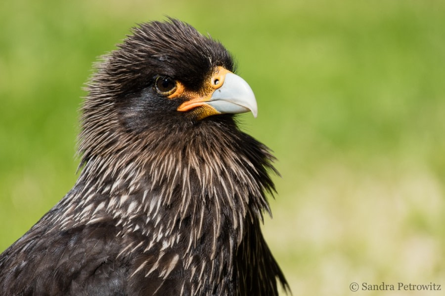 OTL25-18, Day 03, 20171218_SandraPetrowitz_Carcass_Striated_Caracara_© Oceanwide Expeditions.jpg