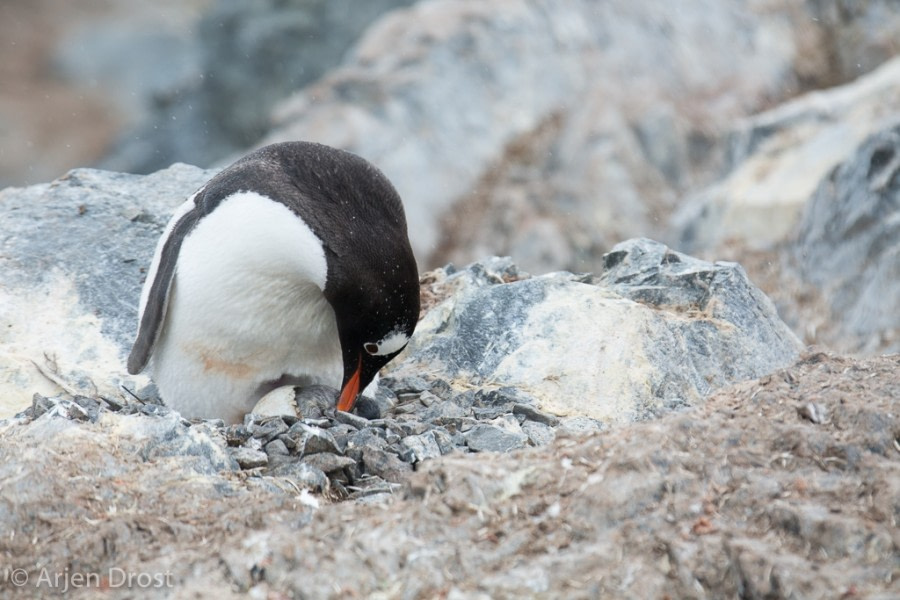 OTL25-18, Day 14, 20171229_Arjen_Drost_Gentoo_hatcihng_© Oceanwide Expeditions.jpg