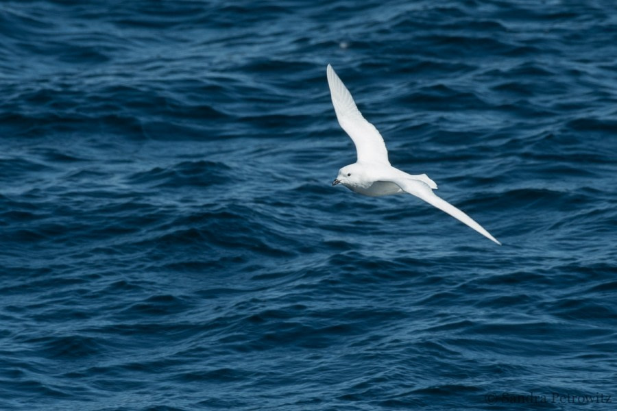 OTL26-18, Day 4 20180106_SandraPetrowitz_SnowPetrel_© Oceanwide Expeditions.jpg