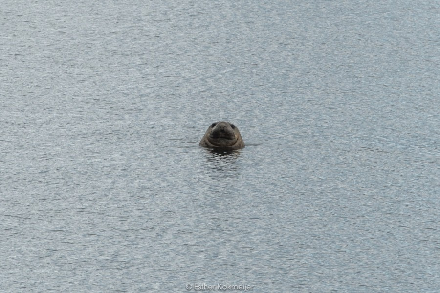 PLA25-17, 2018-01-01 Danco Island - Elephant Seal - Esther Kokmeijer-25_© Oceanwide Expeditions.jpg