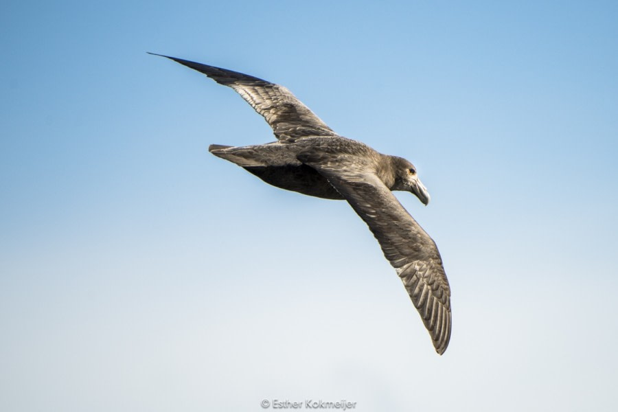 At Sea in the Drake Passage