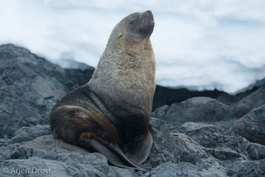 OTL25-18, Day 16, 20171231_Arjen_Drost_Antarctic_Fur_Seal_© Oceanwide Expeditions.jpg