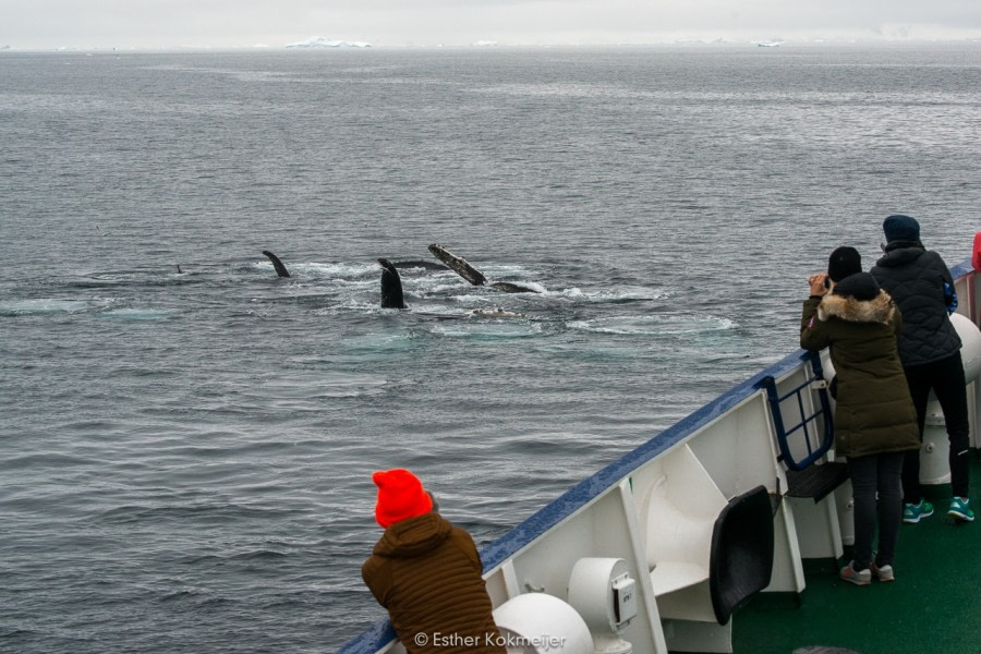 PLA25-17, 2018-01-01 Cuverville Island - Esther Kokmeijer-07_© Oceanwide Expeditions.jpg