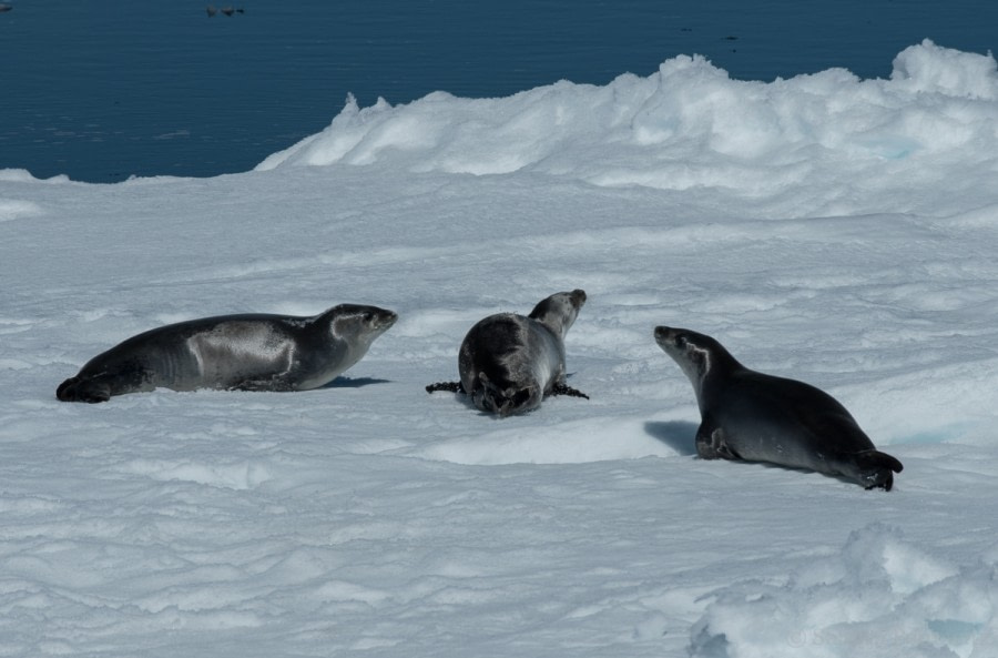 OTL26-18, Day 4 20180106_SandraPetrowitz_CrabeaterSeals_© Oceanwide Expeditions.jpg