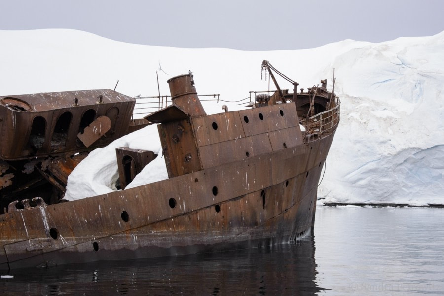 NEW YEAR’S EVE:  Foyn Harbour & Portal Point, Antarctic Peninsula