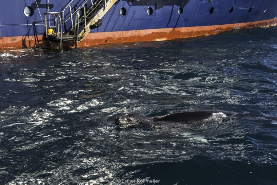 PLA24-17, 2017-12-26 - Barientos Island Esther kokmeijer-09_© Oceanwide Expeditions.jpg