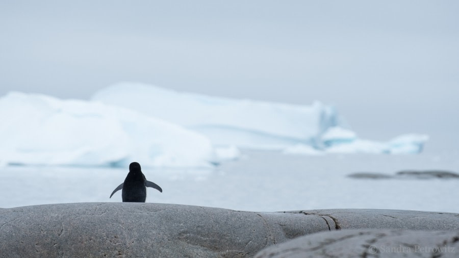 OTL25-18, Day 16, 20171231_SandraPetrowitz_PortalPoint_Penguin_© Oceanwide Expeditions.jpg