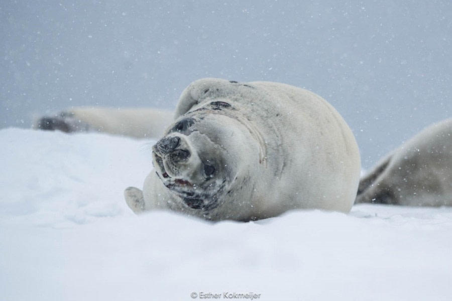 PLA25-17, 2018-01-04 Zodiac Cruize - Booth Island Bay - Esther Kokmeijer-04_© Oceanwide Expeditions.jpg