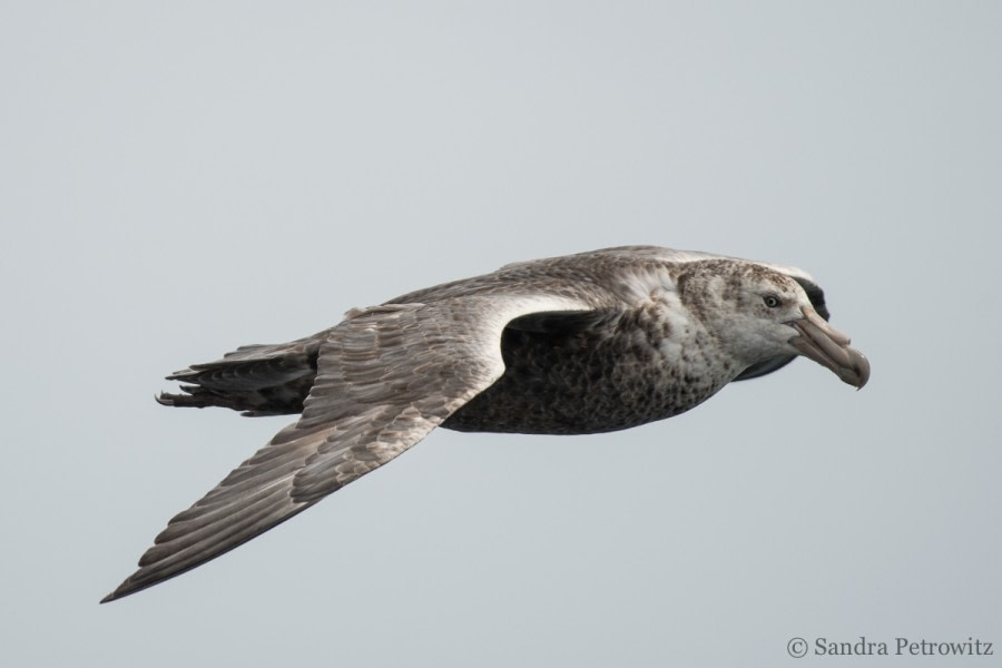 OTL25-18, Day 02, 20171217_SandraPetrowitz_Giant_Petrel_© Oceanwide Expeditions.jpg