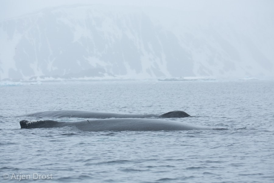 OTL25-18, Day 14, 20171229_Arjen_Drost_Humpback_whales_© Oceanwide Expeditions.jpg