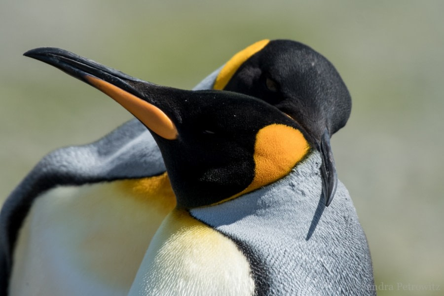 OTL25-18, Day 07, 20171222_SandraPetrowitz_King_Penguins_© Oceanwide Expeditions.jpg