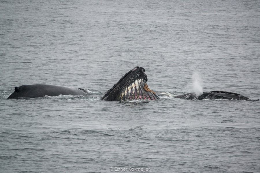 PLA25-17, 2018-01-01 Cuverville Island - feeding Humpback whales - Esther Kokmeijer-06_© Oceanwide Expeditions.jpg