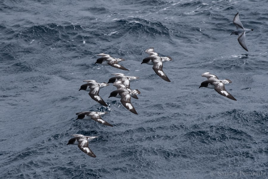 OTL25-18, Day 12, 20171227_SandraPetrowitz_Cape_Petrels_© Oceanwide Expeditions.jpg