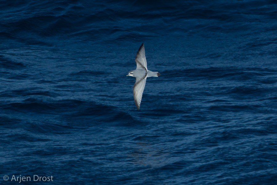 OTL25-18, Day 06, 20171221_Arjen_Drost_Antarctic_Prion_© Oceanwide Expeditions.jpg