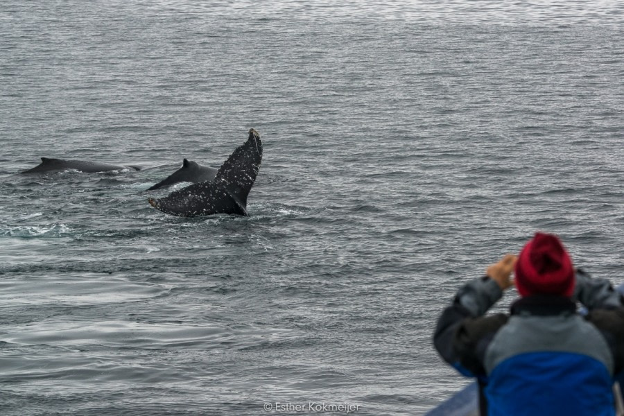 PLA25-17, 2018-01-01 Cuverville Island - feeding Humpback whales - Esther Kokmeijer-08_© Oceanwide Expeditions.jpg