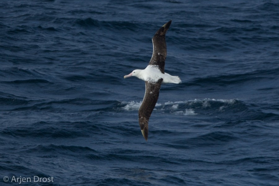 OTL25-18, Day 06, 20171221_Arjen_Drost_Southern_Royal_Albatross_© Oceanwide Expeditions.jpg