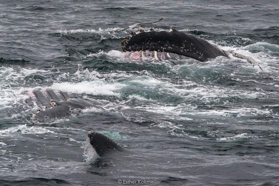 PLA25-17, 2018-01-01 Cuverville Island - feeding Humpback whales - Esther Kokmeijer-02_© Oceanwide Expeditions.jpg