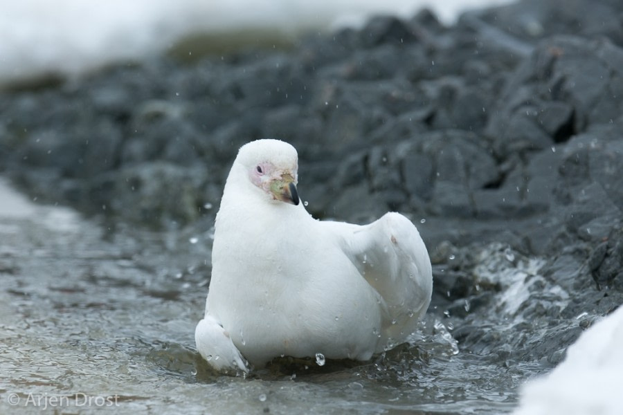 OTL25-18, Day 14, 20171229_Arjen_Drost_Snowy_Sheathbill_bathing_© Oceanwide Expeditions.jpg