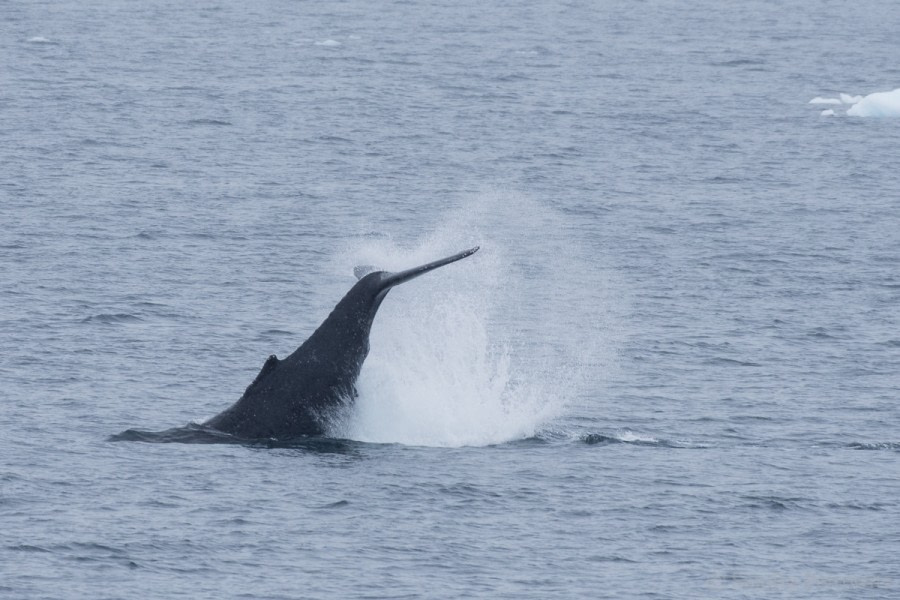 OTL26-18, Day 7 20180109_SandraPetrowitz_Wilhelmina_Humpback_Splash_© Oceanwide Expeditions.jpg