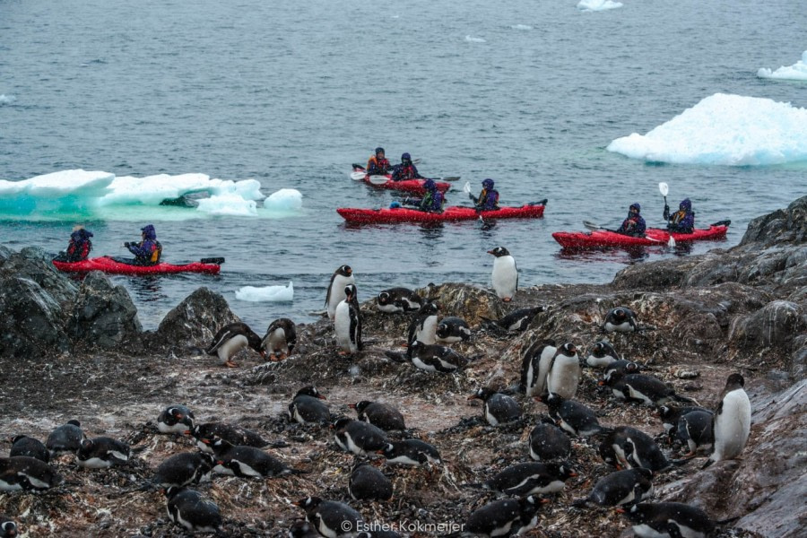 PLA25-17, 2018-01-03 Base Brown - Esther Kokmeijer-13_© Oceanwide Expeditions.jpg