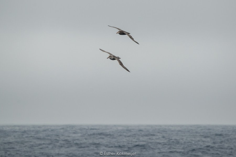 PLA25-17, 2017-12-30 - Drake Passage-03_© Oceanwide Expeditions.jpg