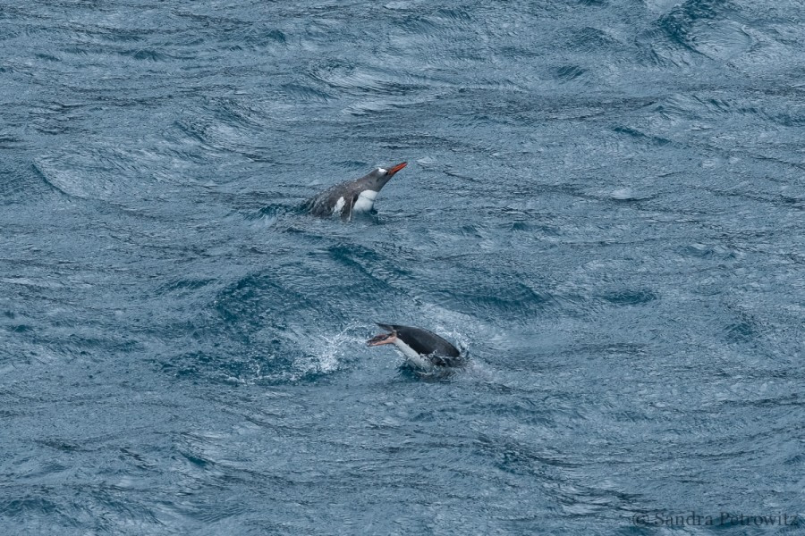 OTL25-18, Day 10, 20171225_SandraPetrowitz_Gentoo_Penguins_© Oceanwide Expeditions.jpg