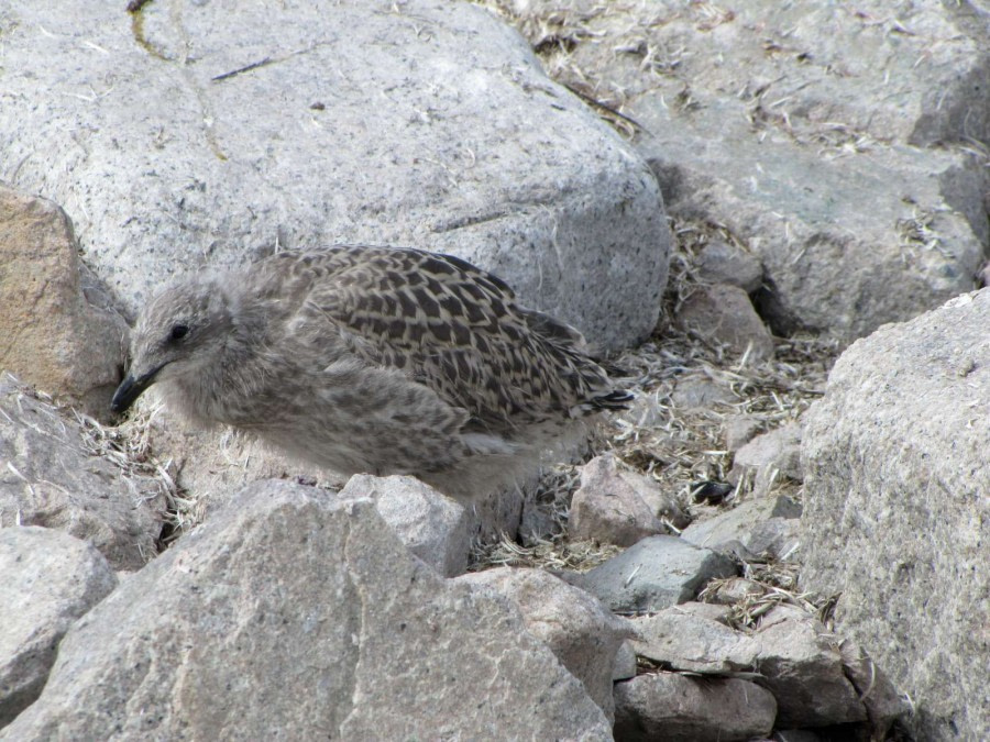 OTL28-18_Neko kelp gull chick 1 © Oceanwide Expeditions.jpg